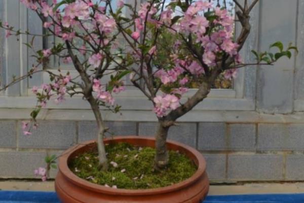 西府海棠樹市場價格多少錢一棵 西府海棠盆景制作
