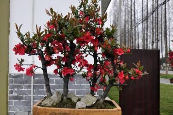 西府海棠樹市場價格多少錢一棵 西府海棠盆景制作