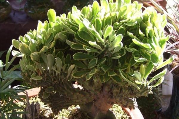 麒麟掌葉子發黃怎么辦 麒麟掌怎么施肥