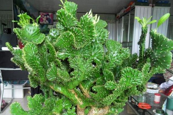 麒麟掌開花嗎 麒麟掌繁殖方法