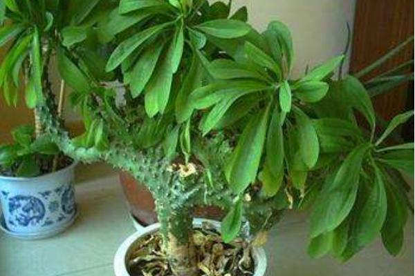 麒麟掌開花嗎 麒麟掌繁殖方法