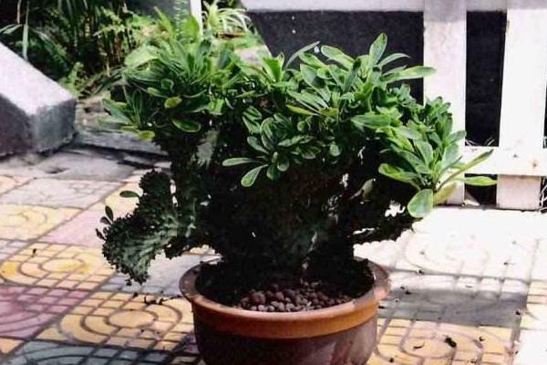 麒麟掌開花嗎 麒麟掌繁殖方法