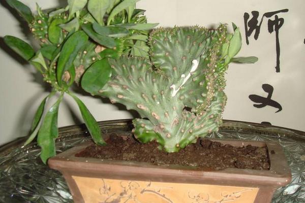 麒麟掌開花嗎 麒麟掌繁殖方法