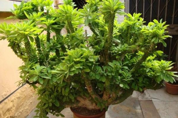 麒麟掌開花嗎 麒麟掌繁殖方法