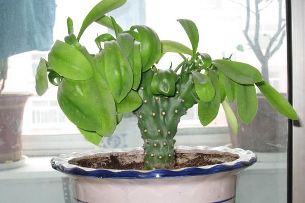 麒麟掌開花嗎 麒麟掌繁殖方法