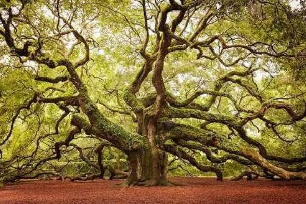 橡樹(shù)圖片大全 橡樹(shù)代表什么 橡樹(shù)的寓意