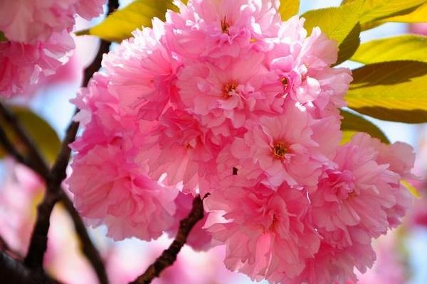 日本晚櫻市場價格多少錢一棵 日本早櫻和晚櫻的區(qū)別