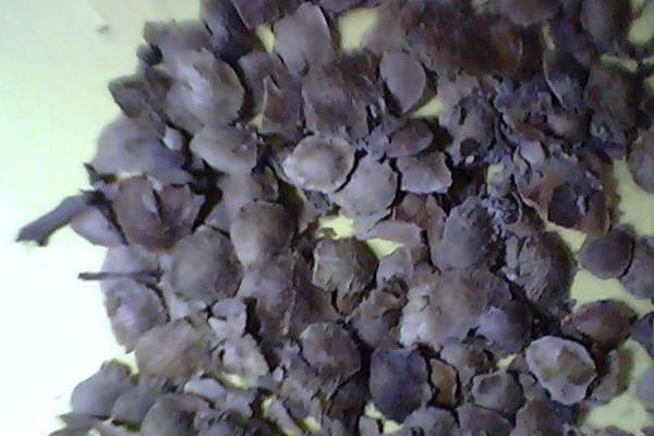 藍(lán)花楹種子市場(chǎng)價(jià)格多少錢一斤 藍(lán)花楹種子怎么種