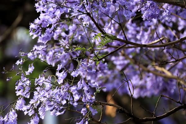 藍(lán)花楹種子市場(chǎng)價(jià)格多少錢一斤 藍(lán)花楹種子怎么種