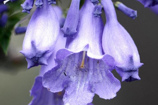 藍(lán)花楹種子市場(chǎng)價(jià)格多少錢一斤 藍(lán)花楹種子怎么種