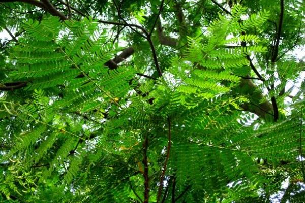 藍(lán)花楹種子市場(chǎng)價(jià)格多少錢一斤 藍(lán)花楹種子怎么種