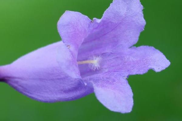 藍(lán)花楹種子市場(chǎng)價(jià)格多少錢一斤 藍(lán)花楹種子怎么種