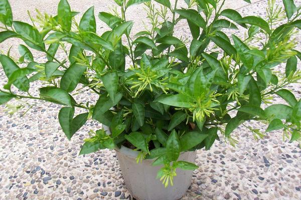 夜來香花有毒嗎 夜來香能放在室內臥室嗎