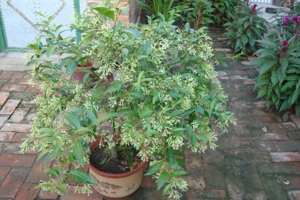 夜來香花有毒嗎 夜來香能放在室內臥室嗎