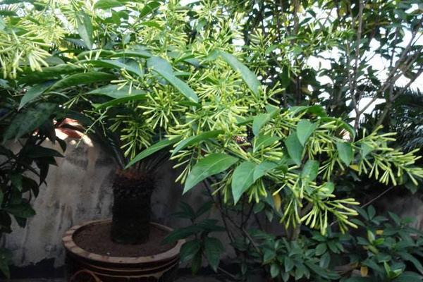 夜來香花有毒嗎 夜來香能放在室內臥室嗎