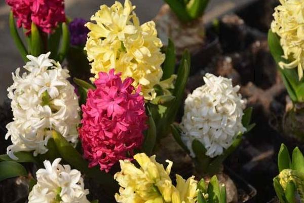 夜來香花有毒嗎 夜來香能放在室內臥室嗎