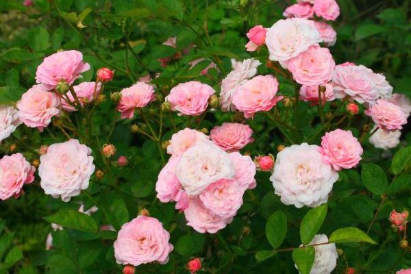 微型月季花怎么養 微型月季養殖方法與注意事項