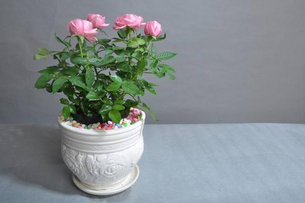 微型月季花怎么養 微型月季養殖方法與注意事項