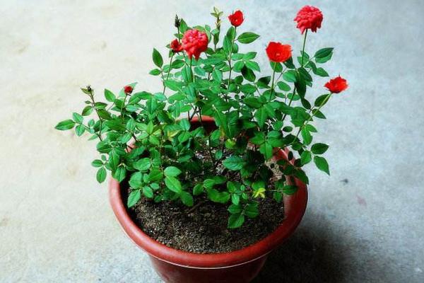 微型月季花怎么養 微型月季養殖方法與注意事項