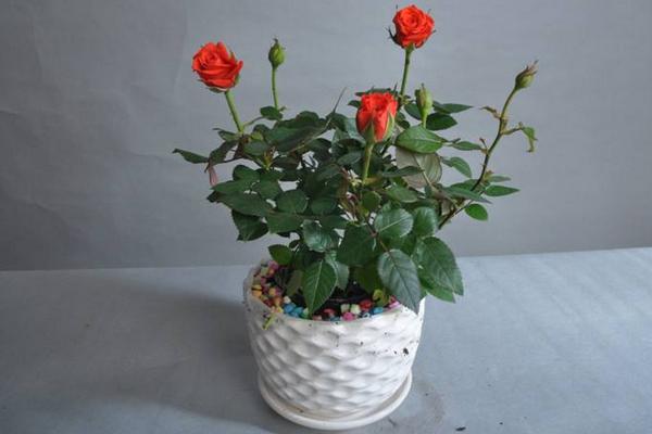 微型月季花怎么養 微型月季養殖方法與注意事項