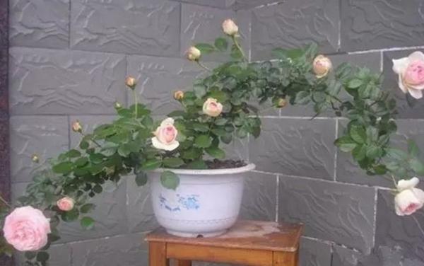 微型月季花怎么養 微型月季養殖方法與注意事項