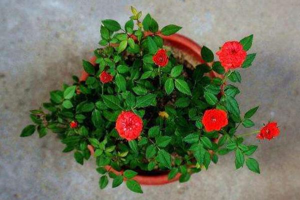 微型月季花怎么養 微型月季養殖方法與注意事項