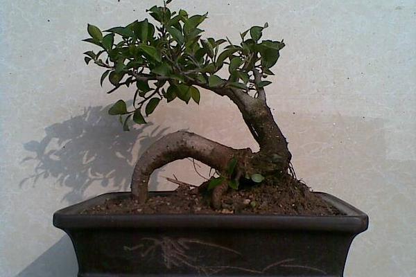 人參榕盆景怎么制作 人參榕盆景怎么造型好看