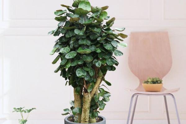 福祿桐怎么養(yǎng) 福祿桐養(yǎng)殖方法與注意事項(xiàng)