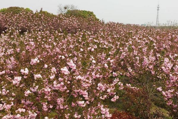 日本晚櫻什么時候開花(幾月) 日本晚櫻怎么扦插繁殖