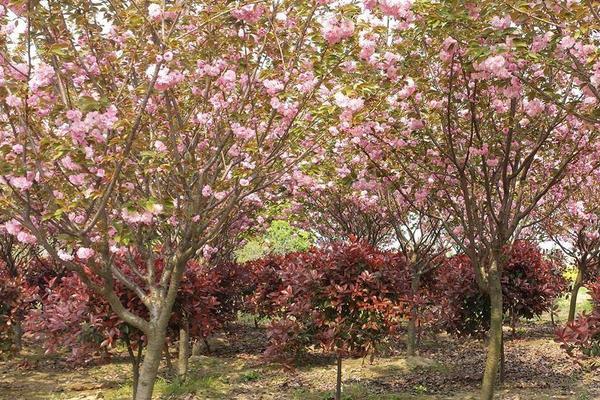 日本晚櫻什么時候開花(幾月) 日本晚櫻怎么扦插繁殖