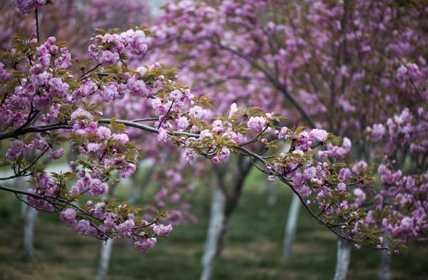 日本晚櫻什么時候開花(幾月) 日本晚櫻怎么扦插繁殖