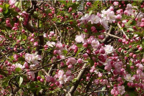 日本晚櫻什么時候開花(幾月) 日本晚櫻怎么扦插繁殖