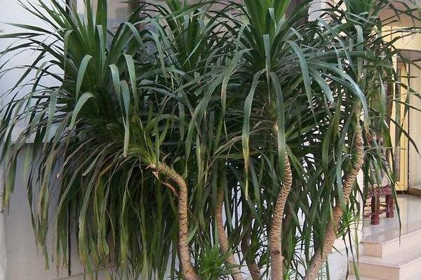 荷蘭鐵和龍血樹的區(qū)別是什么 荷蘭鐵怎么養(yǎng)殖