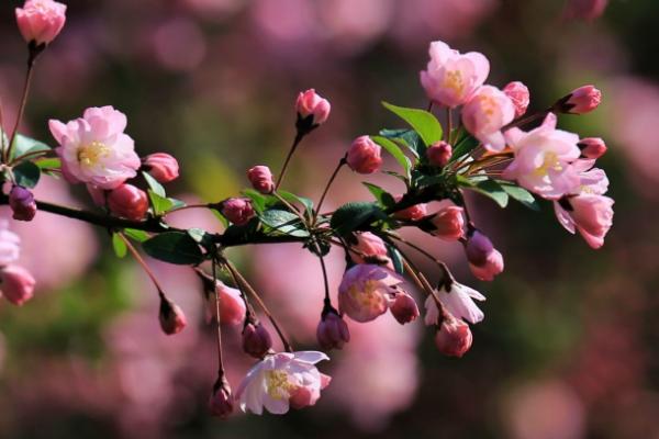 海棠花什么時候開花(幾月) 海棠花結果嗎