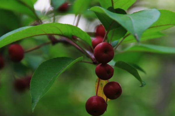 海棠花什么時候開花(幾月) 海棠花結果嗎