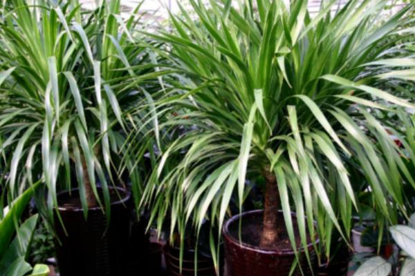 家庭養(yǎng)荷蘭鐵好嗎 養(yǎng)荷蘭鐵對(duì)風(fēng)水的作用