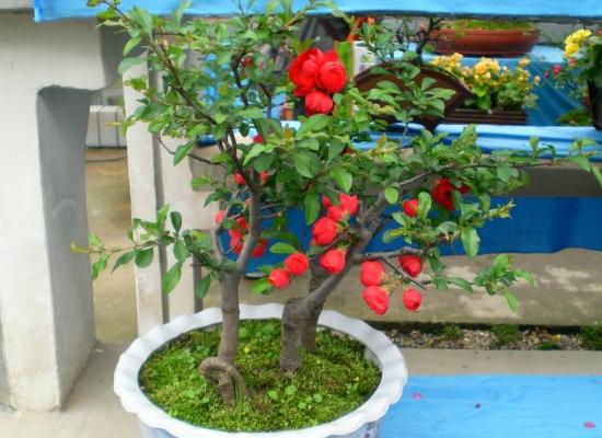 海棠花什么時候開花(幾月) 海棠花結果嗎