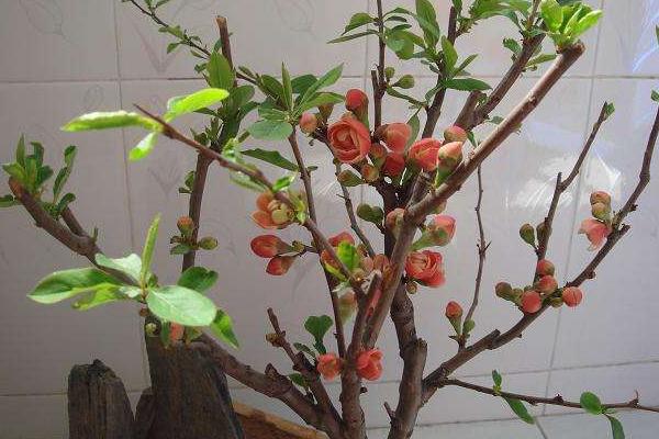 海棠花什么時候開花(幾月) 海棠花結果嗎