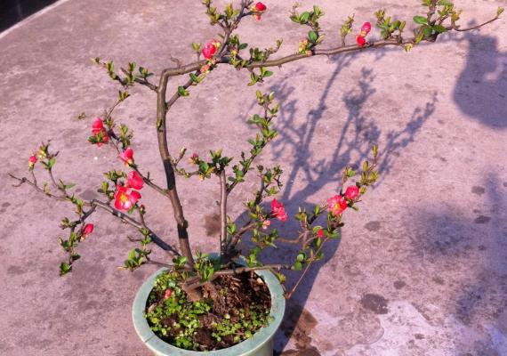 海棠花什么時候開花(幾月) 海棠花結果嗎