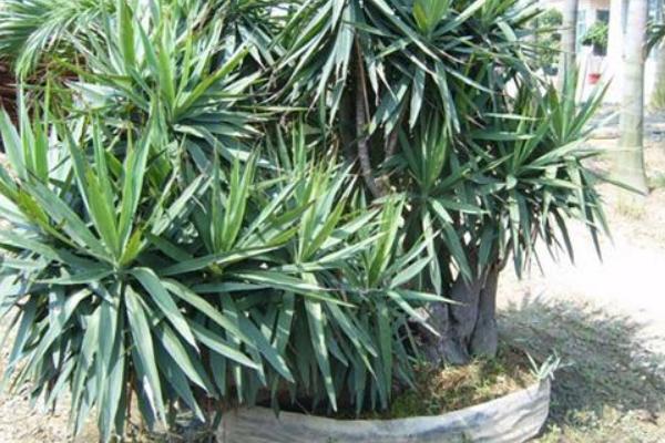 荷蘭鐵和龍血樹(shù)的區(qū)別是什么 荷蘭鐵怎么養(yǎng)殖