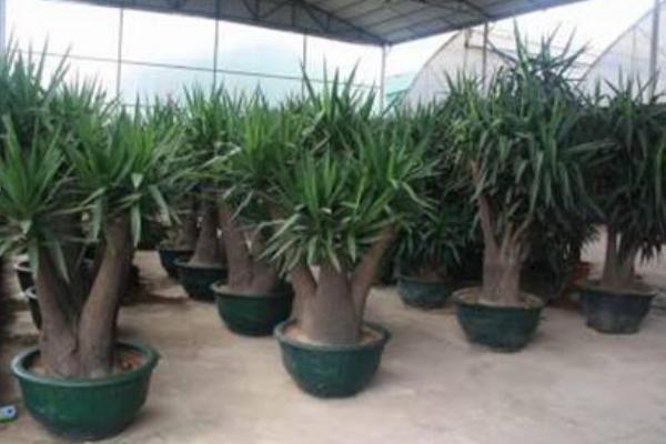 荷蘭鐵和龍血樹(shù)的區(qū)別是什么 荷蘭鐵怎么養(yǎng)殖