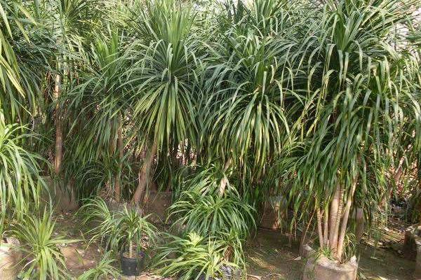 荷蘭鐵和龍血樹(shù)的區(qū)別是什么 荷蘭鐵怎么養(yǎng)殖