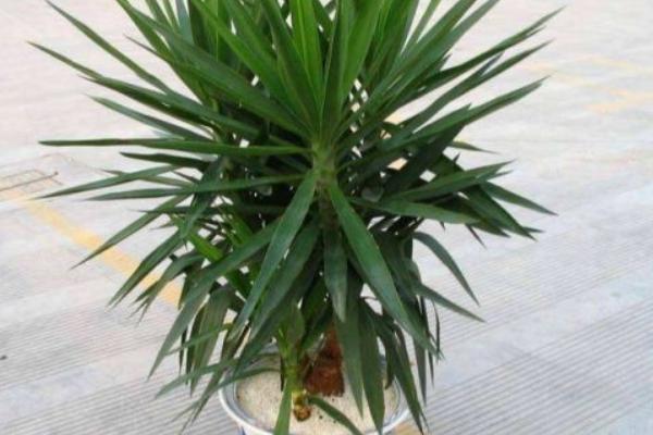 荷蘭鐵和龍血樹(shù)的區(qū)別是什么 荷蘭鐵怎么養(yǎng)殖