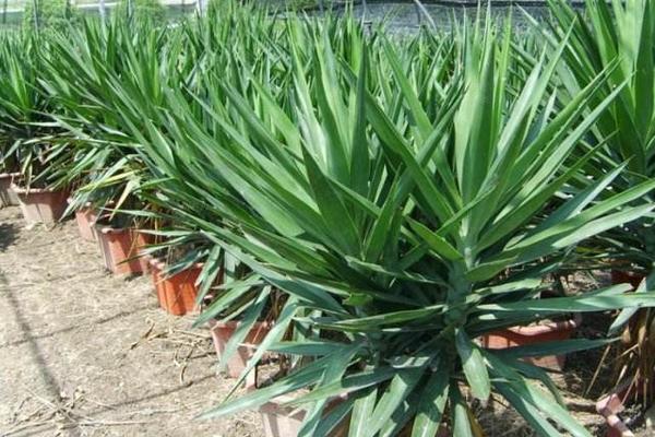 荷蘭鐵和龍血樹(shù)的區(qū)別是什么 荷蘭鐵怎么養(yǎng)殖