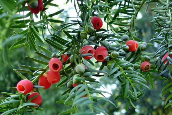 紅豆杉種子市場價格多少錢一斤 紅豆杉種子怎么種