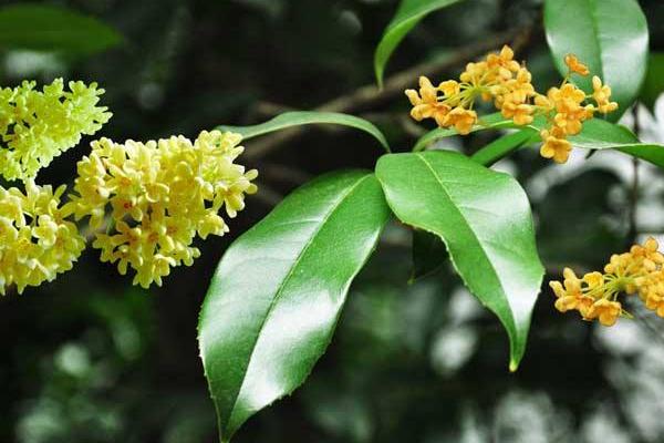 四季桂什么時候開花（幾月） 四季桂的繁殖方法