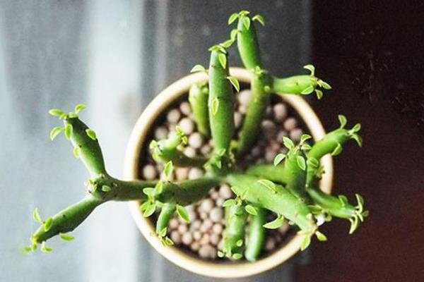 家里養(yǎng)光棍樹吉利嗎 養(yǎng)光棍樹對風(fēng)水的作用