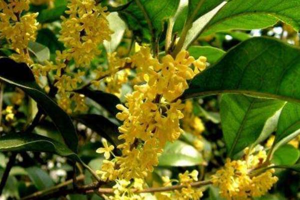 四季桂市場價格多少錢一棵 四季桂怎么移栽