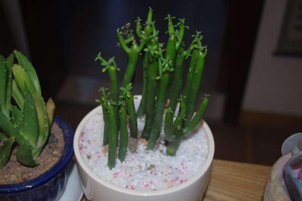 家里養(yǎng)光棍樹吉利嗎 養(yǎng)光棍樹對風(fēng)水的作用