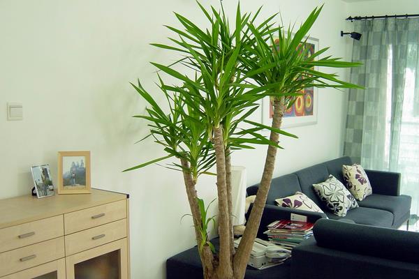 家庭養(yǎng)荷蘭鐵好嗎 養(yǎng)荷蘭鐵對(duì)風(fēng)水的作用